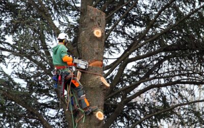 Élagage à Colmar : pourquoi faire appel à un professionnel